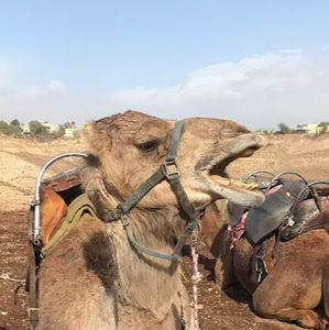 Meet your Posher, Zachary